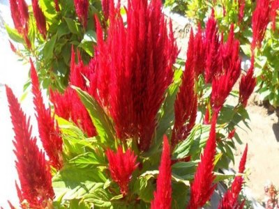 夏天能種雞冠花嗎？