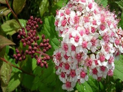 繡線菊是菊花嗎？