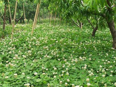 兔子能吃三葉草嗎？