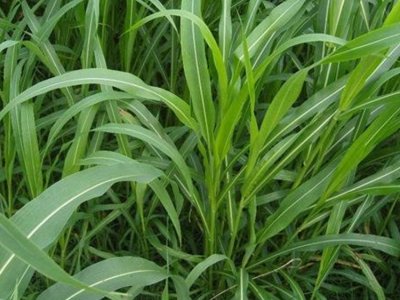 純草料養豬可以嗎