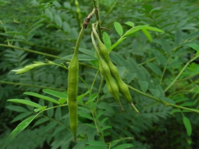 東北能種植苦參嗎？