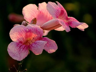 凌霄花有粉色的嗎？