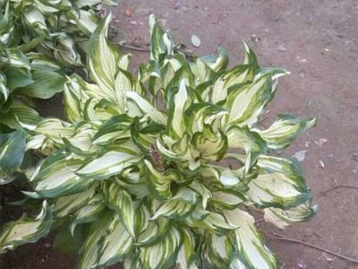 玉簪是耐陰植物嗎？