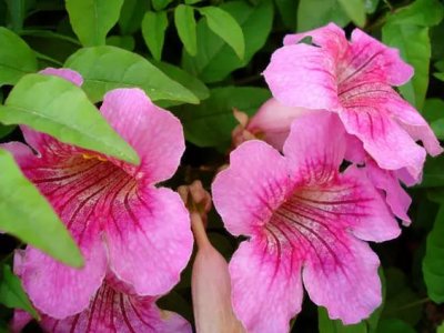 凌宵花影響建筑嗎？