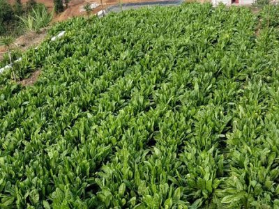 菊苣六月還能種嗎？