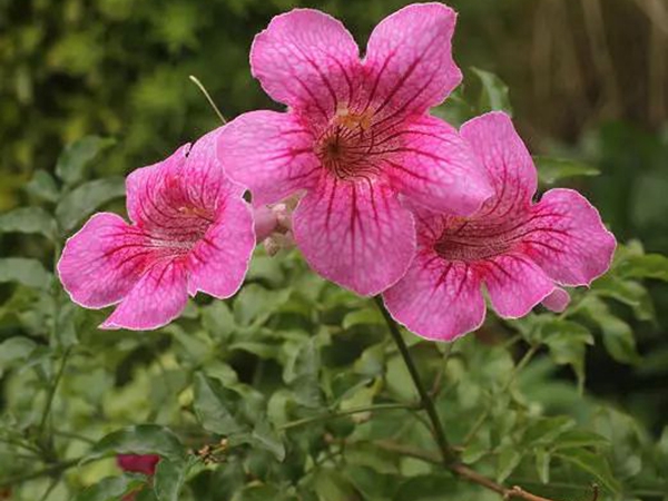 1649154049308676.jpg 凌宵花2.jpg
