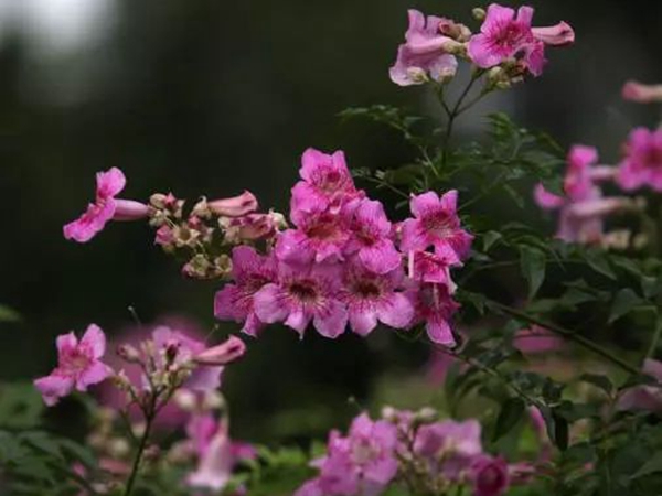 1649154079766628.jpg 凌宵花4.jpg