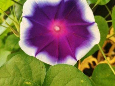 7月能種牽牛花嗎？