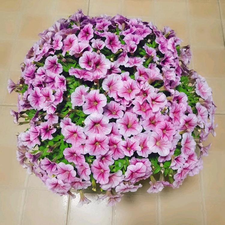 1649154313264434.jpg 牽牛花5.jpg