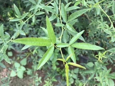 木香花冬天落葉嗎？