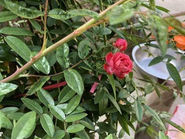 1649162788971465.jpg 木香花1.jpg