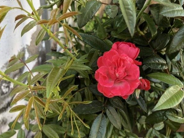 1649162842268949.jpg 木香花2.jpg
