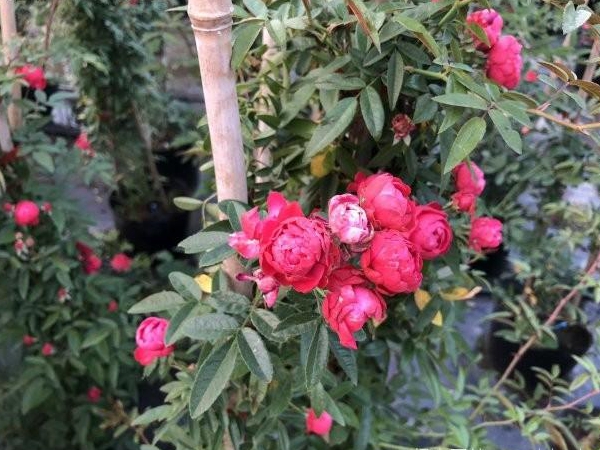 1649162846718306.jpg 木香花3.jpg