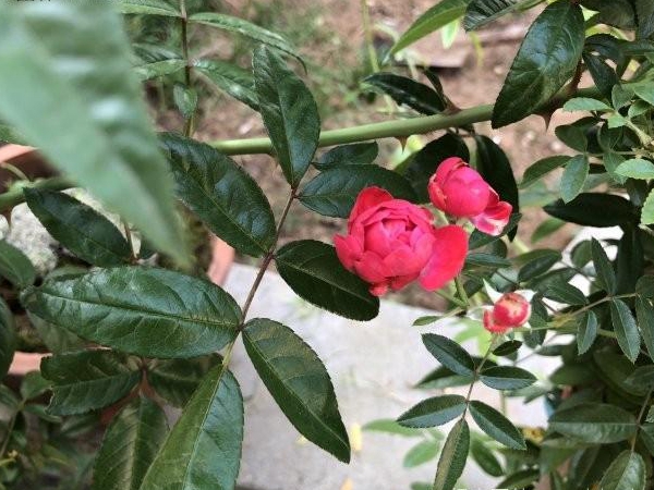 1649162864410307.jpg 木香花4.jpg