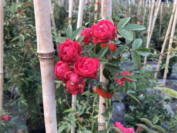 1649162868249820.jpg 木香花5.jpg