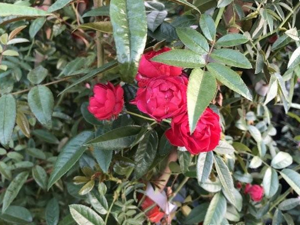 1649162889595448.jpg 木香花7.jpg