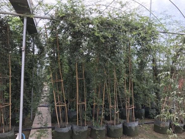 1649162958395805.jpg 木香花22.jpg