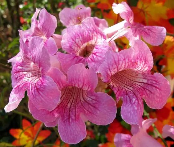 1649229597142309.jpg 凌霄花11.jpg
