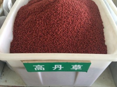 高丹草怕澇嗎？