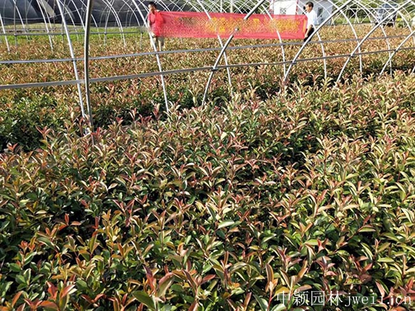 石楠16.jpg