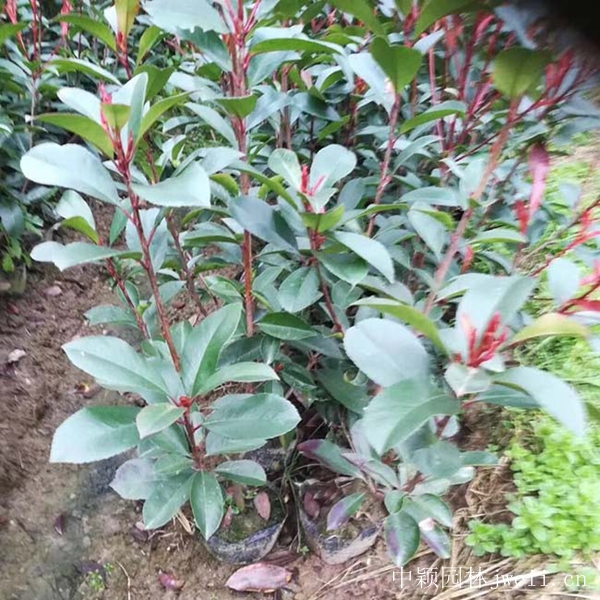 石楠12.jpg