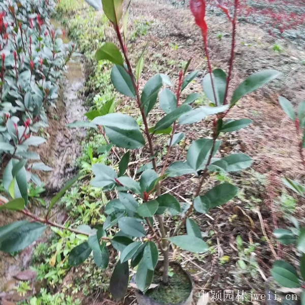 石楠13.jpg