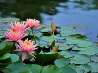 睡蓮冬天有葉子嗎？