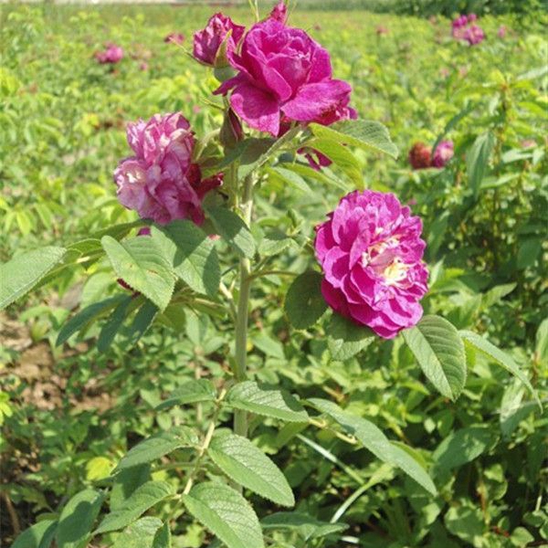 1649321814522223.jpg 玫瑰花3.jpg