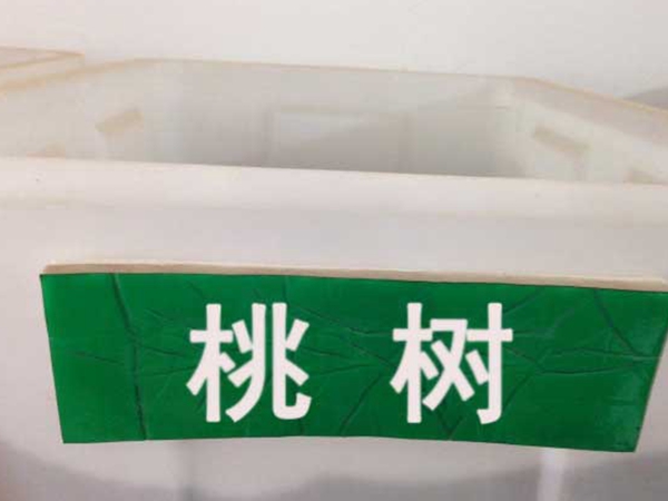 桃樹種子.jpg