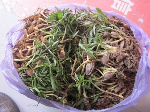 桃樹種子5.jpg