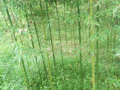 夏天適合種竹子嗎？