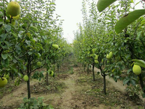 木瓜樹1.jpg
