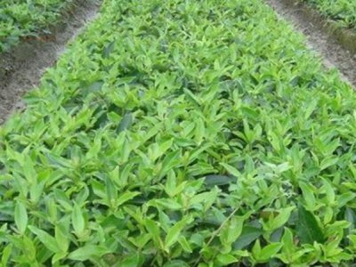 金銀木什么時候栽植比較好？