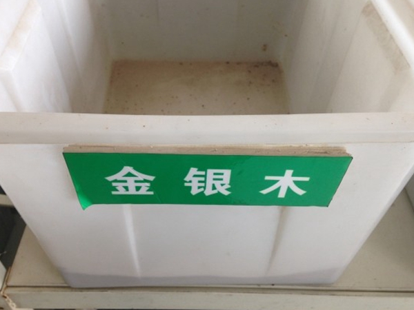 1649464229899901.jpg 金銀木6.jpg