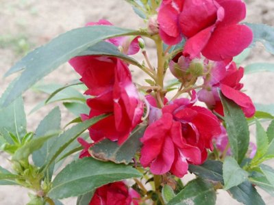 鳳仙花可以移栽嗎？
