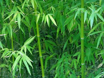7月可以種竹子嗎？