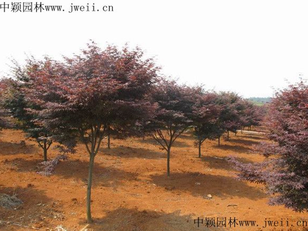 1649572002856993.jpg 紅楓3.jpg