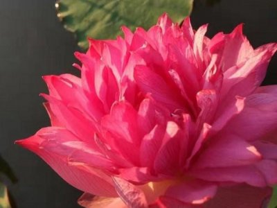 荷花適合北方種植嗎？