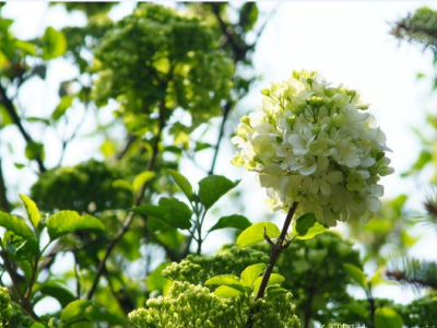 繡球是四季開花嗎？