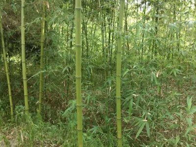 五月份移竹子能活嗎？