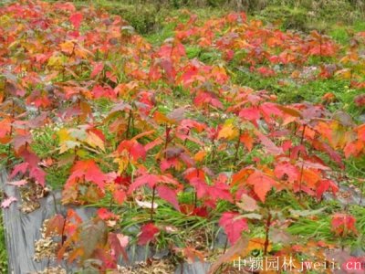 紅楓適合北方種植嗎？