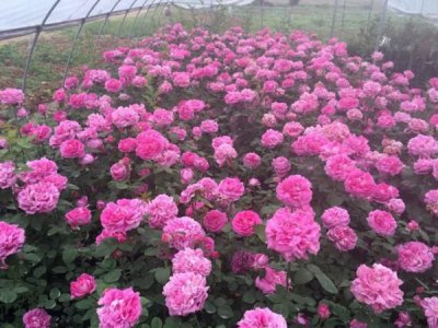 屋頂種花可以降溫嗎？