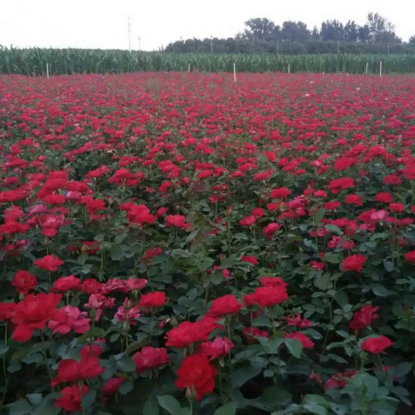 月季花33.jpg