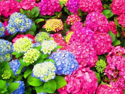 繡球花能用種子種嗎？