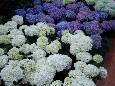 繡球花北方能過冬嗎？