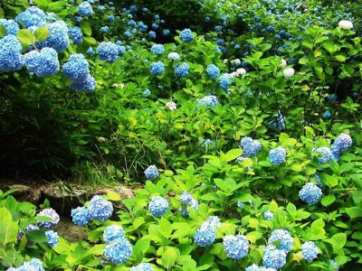 北京適合種繡球花嗎？