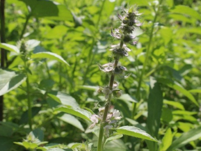 荊芥種子需要泡水嗎？