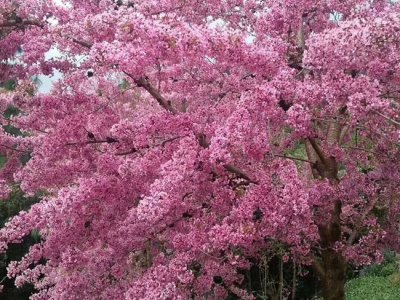 北方適合種植櫻花嗎？