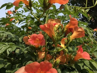 硬骨凌霄花會爬藤嗎？