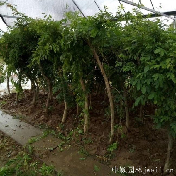 1649656985441516.jpg 凌霄花2.jpg